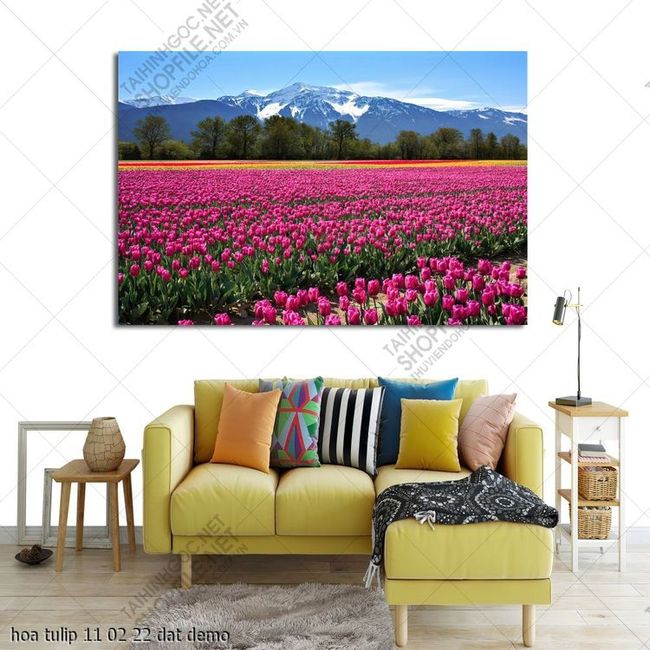 hoa tulip 11 02 22 dat